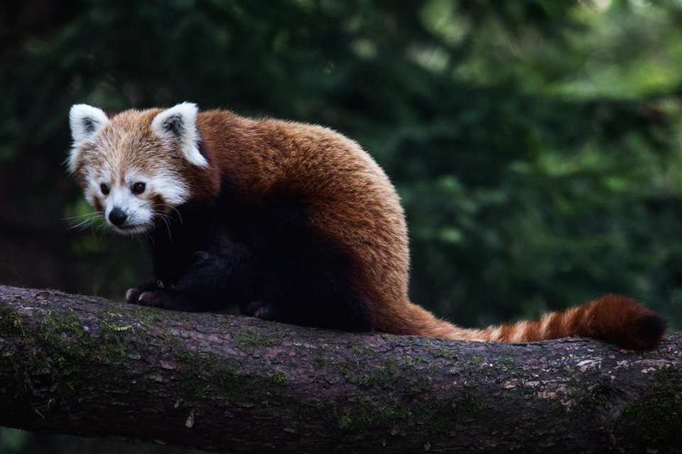 firefox1