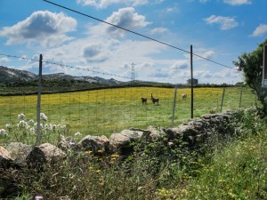 IMG_0303