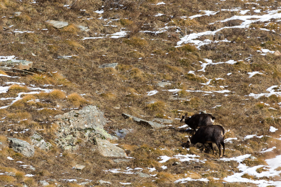 _TE_6876 fauna sul Gran Paradiso