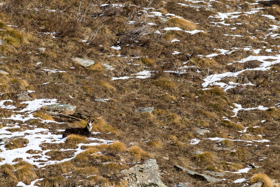 _TE_6878 fauna sul Gran Paradiso