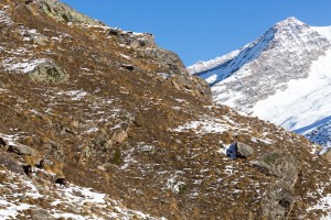 _TE_6880 fauna sul Gran Paradiso