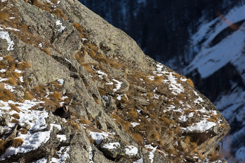 _TE_6897 fauna sul Gran Paradiso