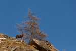 _TE_6912 fauna sul Gran Paradiso