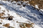 _TE_6918 fauna sul Gran Paradiso