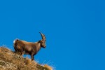 _TE_6926 fauna sul Gran Paradiso