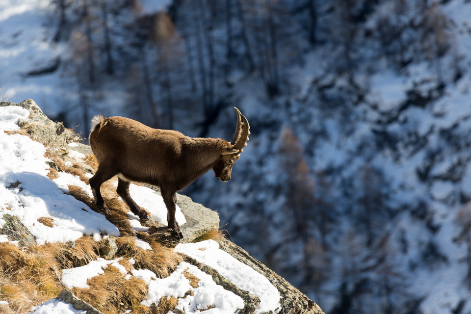 _TE_6936 fauna sul Gran Paradiso