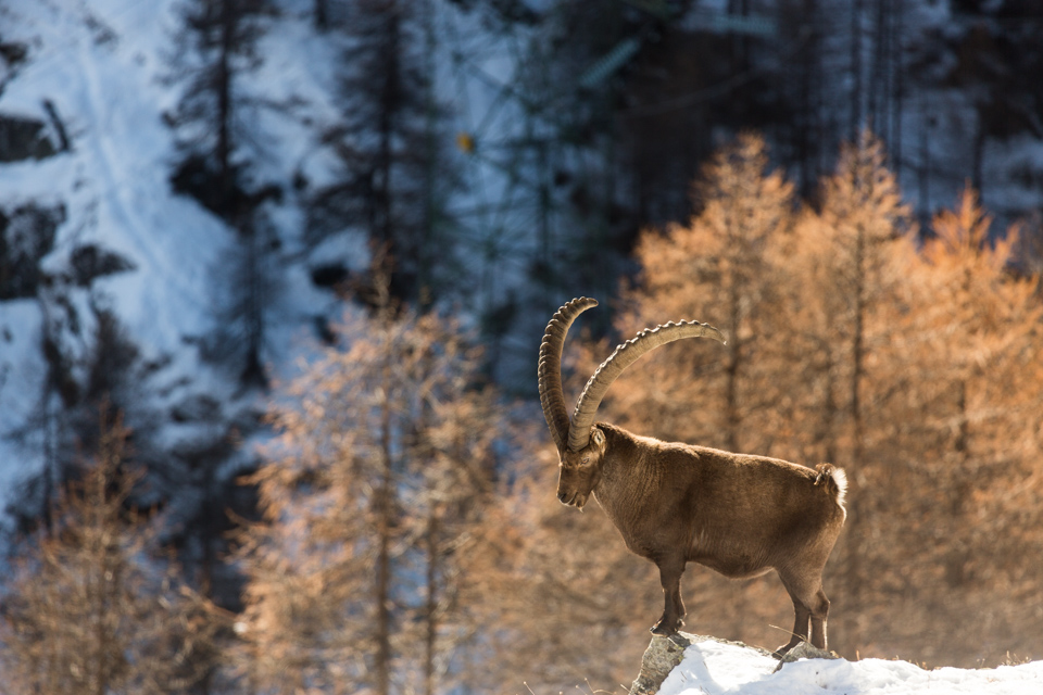 _TE_6951 fauna sul Gran Paradiso