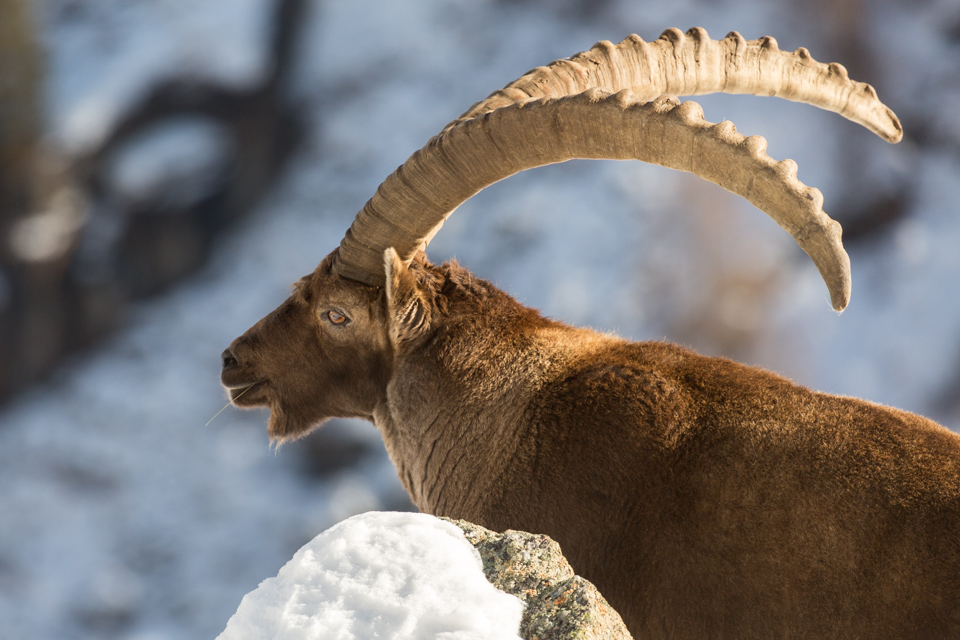 _TE_6962 fauna sul Gran Paradiso