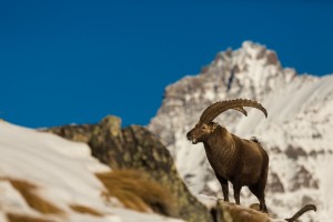 _TE_6968 fauna sul Gran Paradiso