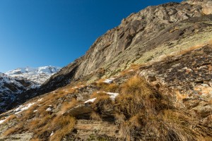 _TE_6981 fauna sul Gran Paradiso