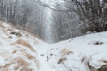 _TE_7161