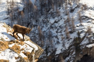 fauna sul Gran Paradiso